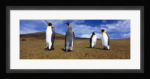 Framed Four King penguins standing on a landscape, Falkland Islands (Aptenodytes patagonicus) Print