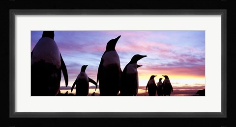 Framed Silhouette of a group of Gentoo penguins, Falkland Islands (Pygoscelis papua) Print