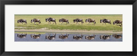 Framed Herd of wildebeests walking in a row along a river, Ngorongoro Crater, Ngorongoro Conservation Area, Tanzania Print