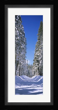 Framed Trees on both sides of a snow covered road, Crane Flat, Yosemite National Park, California (vertical) Print
