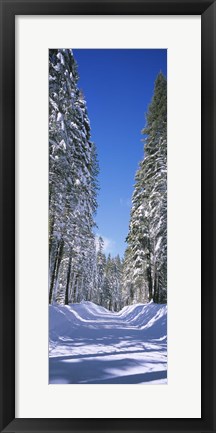 Framed Trees on both sides of a snow covered road, Crane Flat, Yosemite National Park, California (vertical) Print