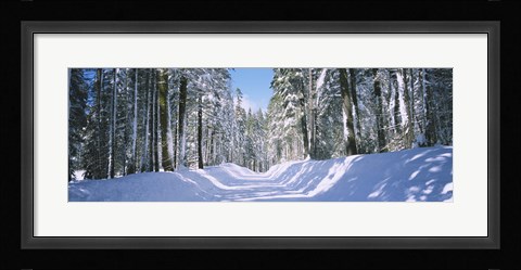 Framed Trees in a row on both sides of a snow covered road, Crane Flat, Yosemite National Park, California, USA Print