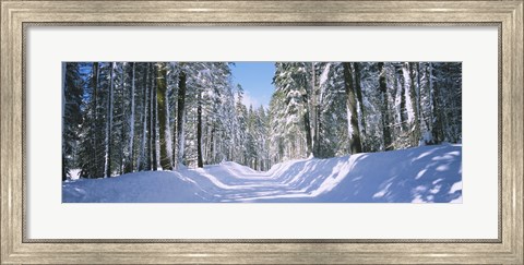 Framed Trees in a row on both sides of a snow covered road, Crane Flat, Yosemite National Park, California, USA Print