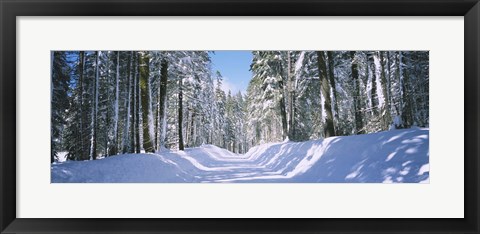 Framed Trees in a row on both sides of a snow covered road, Crane Flat, Yosemite National Park, California, USA Print
