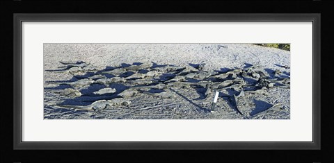 Framed Marine Iguanas on the beach, Galapagos Islands, Ecuador Print