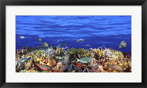Framed Fish swimming near a Coral Reef Print