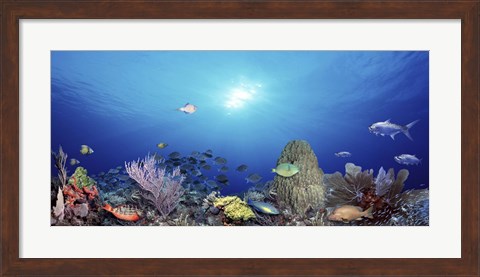 Framed School of fish swimming in the sea Print