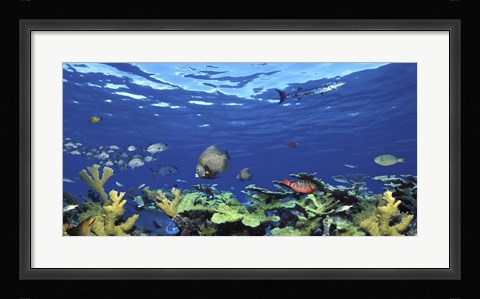 Framed School of fish swimming in the sea, Digital Composite Print