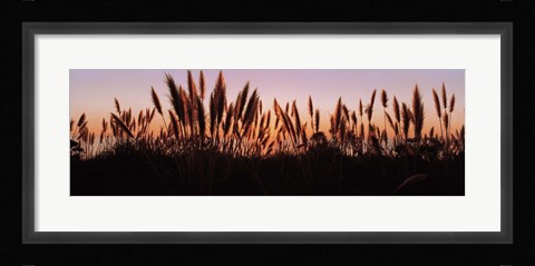 Framed Silhouette of grass in a field at dusk, Big Sur, California, USA Print