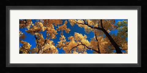 Framed Low angle view of cottonwood tree, Canyon De Chelly, Arizona, USA Print