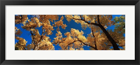 Framed Low angle view of cottonwood tree, Canyon De Chelly, Arizona, USA Print