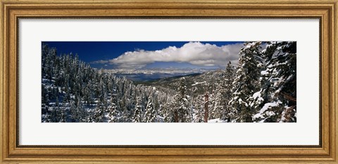 Framed Snow covered pine trees in a forest with a lake in the background, Lake Tahoe, California, USA Print