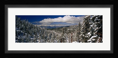 Framed Snow covered pine trees in a forest with a lake in the background, Lake Tahoe, California, USA Print