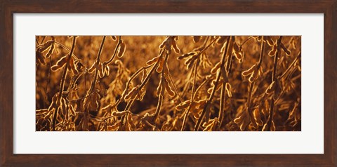 Framed Close-up of ripe soybeans, Minnesota, USA Print