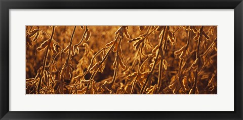 Framed Close-up of ripe soybeans, Minnesota, USA Print