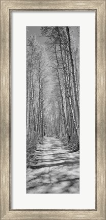 Framed Trees along a road, Log Cabin Gold Mine, Eastern Sierra, Californian Sierra Nevada, California (black and white) Print