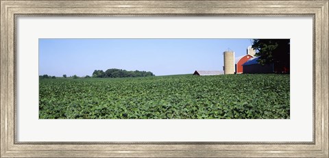 Framed Soybean Field and Barn in Kent County Print