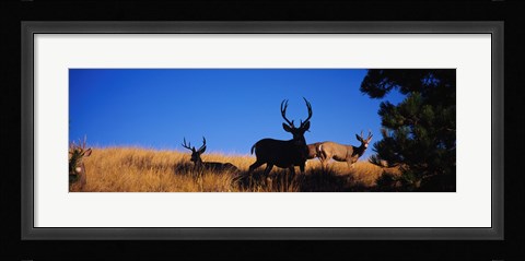 Framed Mule Deer Print