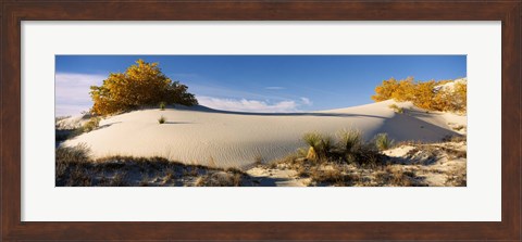 Framed Desert plants in White Sands National Monument, New Mexico Print