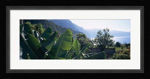 Framed Banana trees in a garden at the seaside, Ponta Delgada, Madeira, Portugal Print