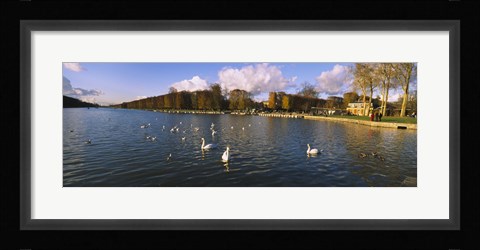 Framed Flock of swans swimming in a lake, Chateau de Versailles, Versailles, Yvelines, France Print
