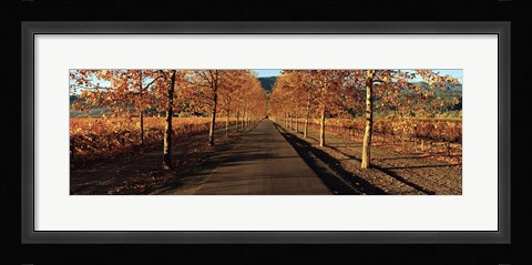 Framed Vineyards along a road, Beaulieu Vineyard, Napa Valley, California, USA Print