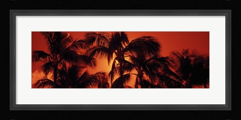 Framed Palm trees at dusk, Kalapaki Beach, Hawaii Print