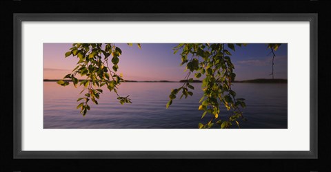 Framed Close-up of leaves of a birch tree, Joutseno, Southern Finland, South Karelia, Finland Print