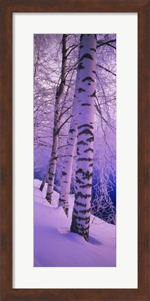 Framed Birch trees at the frozen riverside, Vuoksi River, Imatra, Finland Print