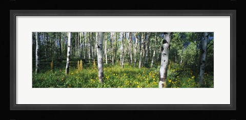 Framed Field of Rocky Mountain Aspens Print