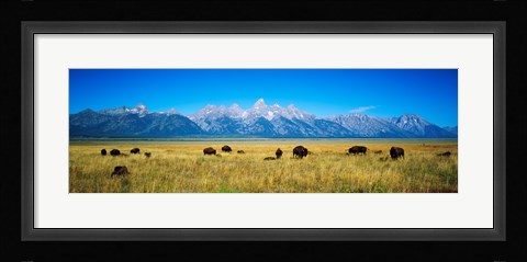 Framed Field of Bison with mountains in background, Grand Teton National Park, Wyoming, USA Print