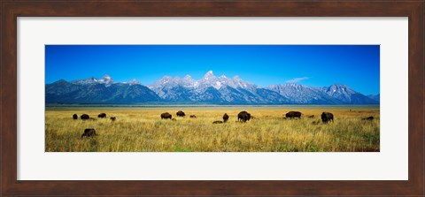 Framed Field of Bison with mountains in background, Grand Teton National Park, Wyoming, USA Print