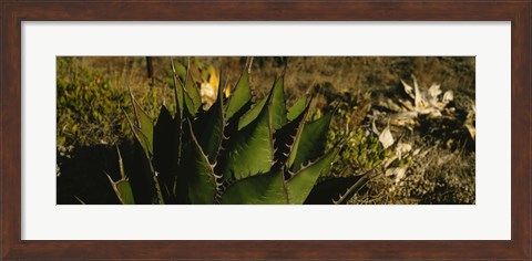 Framed Close-up of an aloe vera plant, Baja California, Mexico Print