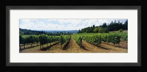 Framed Vineyard on a landscape, Adelsheim Vineyard, Newberg, Willamette Valley, Oregon, USA Print