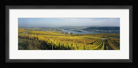 Framed Vineyards near a town, Rudesheim, Rheingau, Germany Print