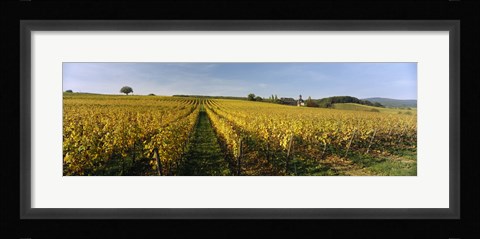 Framed Panoramic view of vineyards, Schloss Vollrads, Johannisberg, Oestrich-Winkel, Rheingau, Germany Print