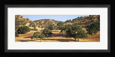 Framed Oak trees on hill, Stanislaus County, California, USA Print