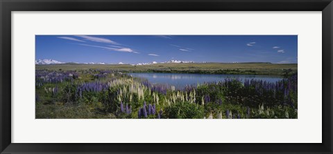 Framed Flowers blooming at the lakeside, Lake Pukaki, Mt Cook, Mt Cook National Park, South Island, New Zealand Print