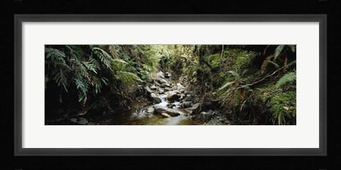 Framed Stream flowing in a forest, Milford Sound, Fiordland National Park, South Island, New Zealand Print