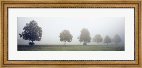 Framed Fog covered trees in a field, Baden-Wurttemberg, Germany (black and white) Print