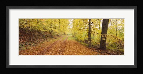 Framed Road covered with autumnal leaves passing through a forest, Baden-Wurttemberg, Germany Print
