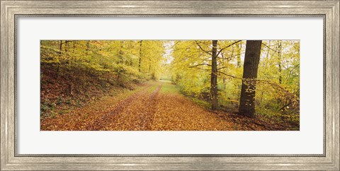 Framed Road covered with autumnal leaves passing through a forest, Baden-Wurttemberg, Germany Print