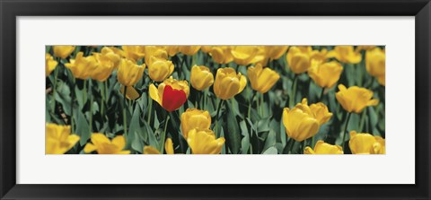 Framed Yellow tulips in a field Print