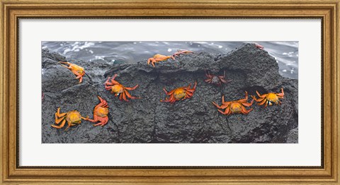 Framed High angle view of Sally Lightfoot crabs (Grapsus grapsus) on a rock, Galapagos Islands, Ecuador Print
