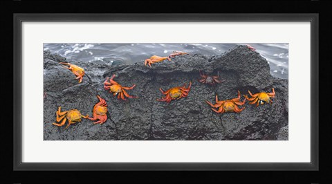 Framed High angle view of Sally Lightfoot crabs (Grapsus grapsus) on a rock, Galapagos Islands, Ecuador Print