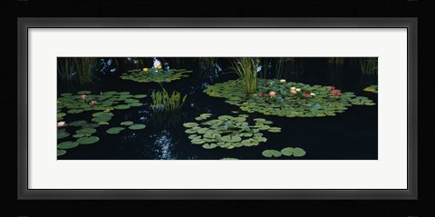 Framed Water lilies in a pond, Denver Botanic Gardens, Denver, Colorado, USA Print