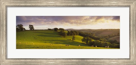 Framed High angle view of sheep grazing in a field, Bickleigh, Mid Devon, Devon, England Print