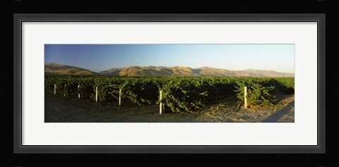 Framed Vineyard on a landscape, Santa Ynez Valley, Santa Barbara County, California, USA Print