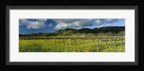 Framed Mustard crop in a field near St. Helena, Napa Valley, Napa County, California, USA Print