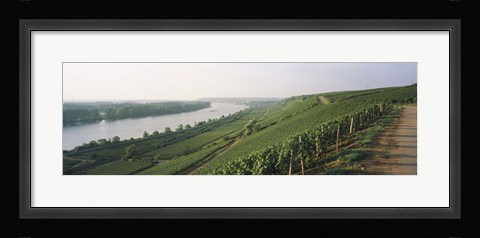 Framed Vineyards along a river, Niersteiner Hang, Rhine River, Nackenheim, Mainz-Bingen, Rheinhessen, Rhineland-Palatinate, Germany Print